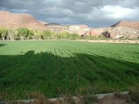 Irrigated pastures